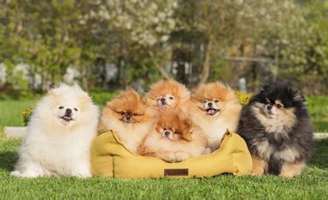 Pomeranian Lovers Group