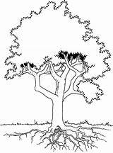 Tree With Roots Coloring Page Pages sketch template