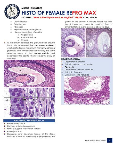 SOLUTION: Histology of female reproductive system - Studypool