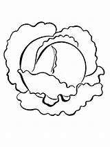 Cabbage coloring Pages sketch template