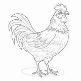 Free Chicken Coloring Page  Pages Mimi Panda 5652833 sketch template