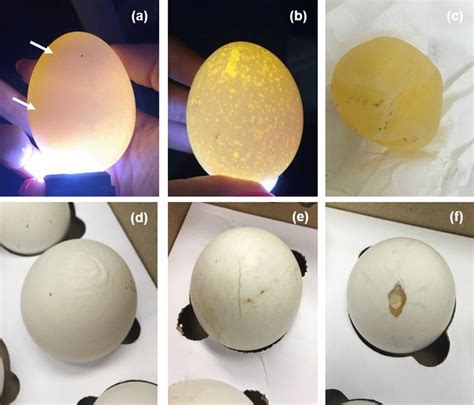 Quality criteria observed: a candling—egg with two yolks (arrows);... | Download Scientific Diagram