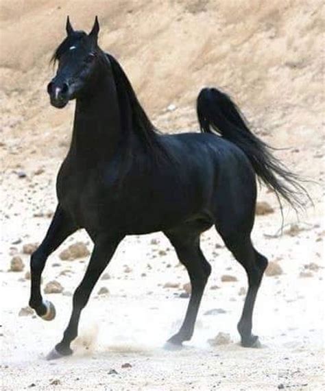 Pin by Shelley on Arabian Horse ~ of course!! | Beautiful arabian horses, Black arabian horse ...