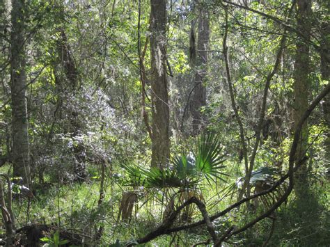 Brazos Bend State Park – Leor Pantilat's Adventures