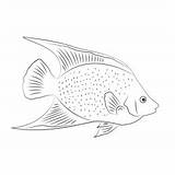 Emperor Angelfish Pomacanthus Imperator Coloring Page For Kids  Free sketch template