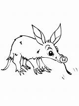 Aardvark coloring Pages sketch template