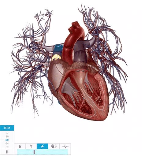 Cardiac Conduction System Animation