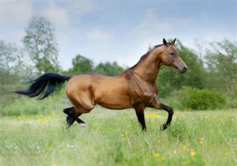 5 Of The Oldest Horse Breeds In The World