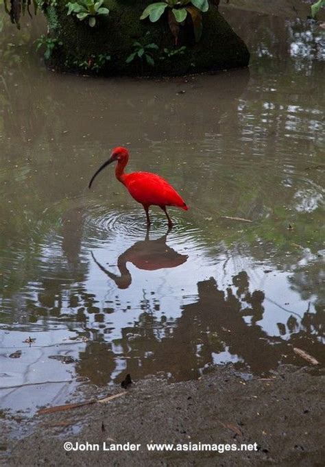 Scarlet Ibis | Pet birds, Beautiful birds, Birds