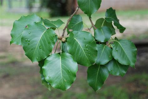 Pear Tree Identification By Leaf