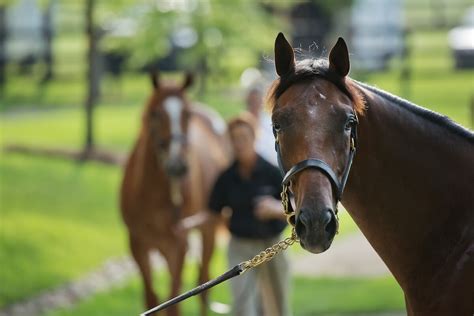 Gainesway Farm 2016