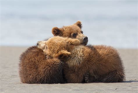 Brown Bear Cubs | Photos by Ron Niebrugge