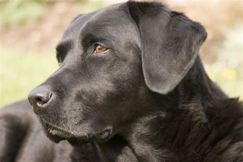 File:Labrador Retriever black portrait Ellis.jpg - Wikipedia