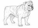 Adorable English Bulldog Coloring  Page sketch template