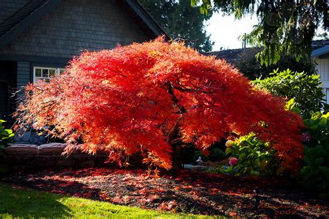 Orangeola Japanese Maple For Sale | The Tree Center™