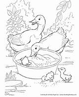 Duck Coloring Page sketch template