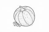 Cantaloupe Coloring Page For Adults Graphic By Forhadx5 · Creative Fabrica sketch template