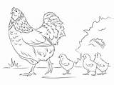 Desenhos De Galinha Para Colorir E Pintar  Tudo Lucoxcl sketch template