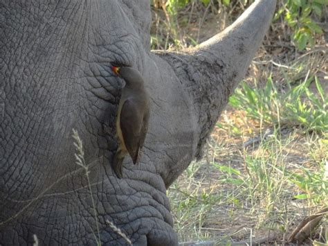 Photo - Yellow-billed Oxpecker - Buphagus africanus - Observation.org