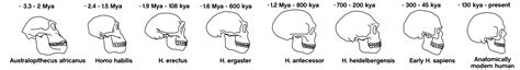 Human evolution - Wikipedia