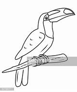 Toucan  Coloring Royalty Free Vector Stock FreeImages sketch template