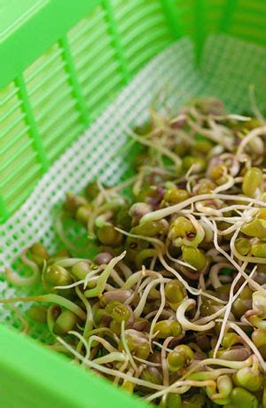 Basic Guide for Sprouting Seeds | Nature Jim's | Utah