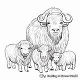 Musk Ox Coloring Pages  Free & Printable sketch template