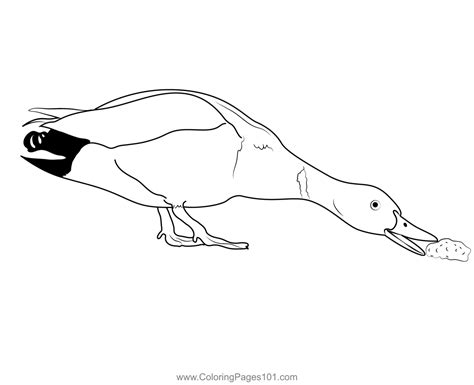 Mallard Duck Eating Bread Coloring Page for Kids - Free Ducks Printable ...