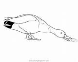 Mallard Duck Eating Bread Coloring Page For Kids  Free Ducks Printable sketch template