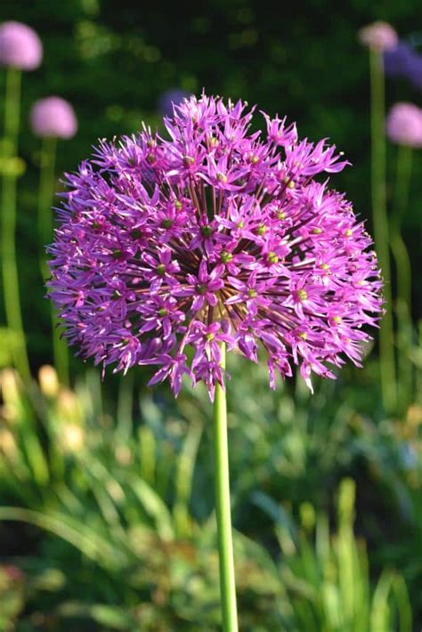 Ornamental onion - advice on caring for the pom-pom plant