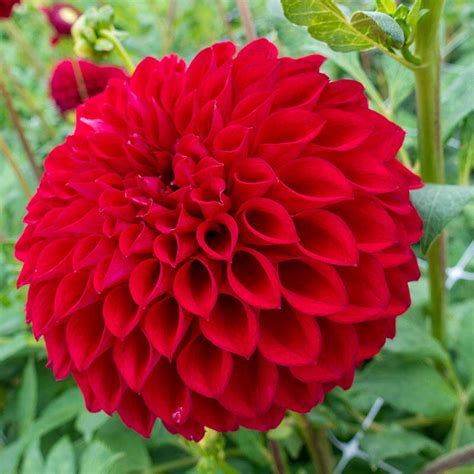 Red Dahlia Flower Meaning | Best Flower Site