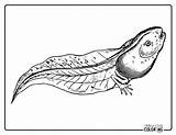 Tadpole Coloring Pages Free PDF Printables  Simply Love sketch template