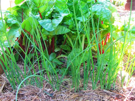 Spring onions succession planted for continuous harvest. | Growing spring onions, Succession ...