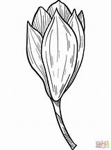 Magnolia Flower Coloring Page  Free Printable Pages sketch template
