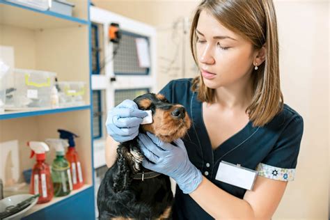 Ehrlichiosis In Dogs: What You Need To Know - PD Insurance