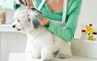 Top 5 Small Dog Grooming Tips | Small Dogs | Animal Planet