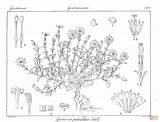Gentiana Pedicellata coloring page  Free Printable Coloring Pages sketch template