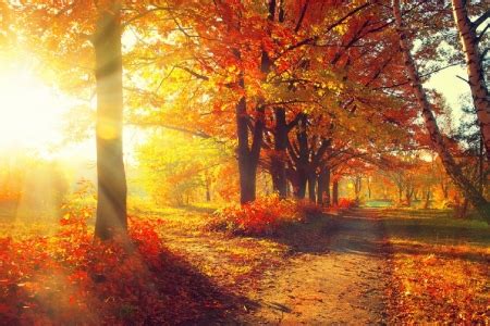 Autumn Sunshine - Forests & Nature Background Wallpapers on Desktop Nexus (Image 2028029)