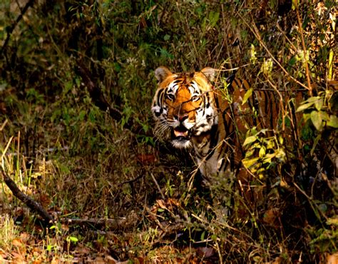 India | Bengali Tiger Emerging From Jungle