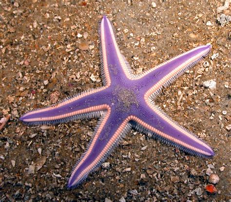 our classroom family: Starfish Facts | Yıldız, Doğa, Deniz yaşamı