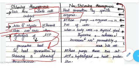 Shivering thermogenesis VS Non shivering thermogenesis - YouTube