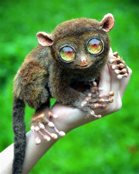 Tarsier👣🤓 he's not real, just-only toy🙃, I cried and did these little fingers😵...) | Редкие ...