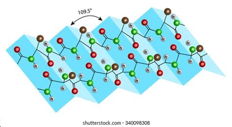 Secondary Protein Structure Beta Pleated Sheet