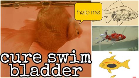 how to cure swim bladder disease in #goldfish - YouTube