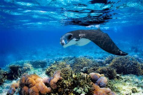 The 8 Best Scuba Diving Sites in South America • The Adventure Junkies