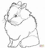 35  Como Se Dibuja Un Conejo Para Imprimir sketch template