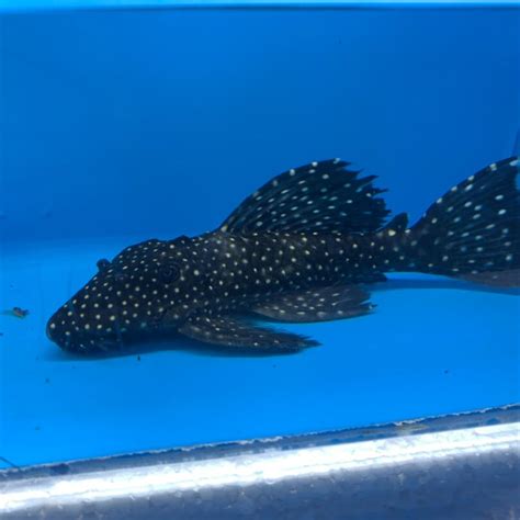 Vampire pleco for sale | Exotic Fish Shop | Call now 774-400-4598