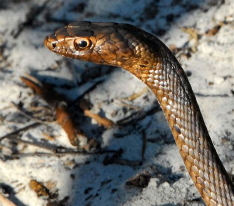 Coachwhip Snake - Learn About Nature