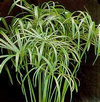 Cyperus alternifolius.