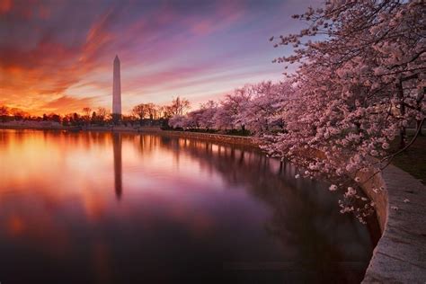 Sunset Cherry Blossom Wallpapers - Top Free Sunset Cherry Blossom ...